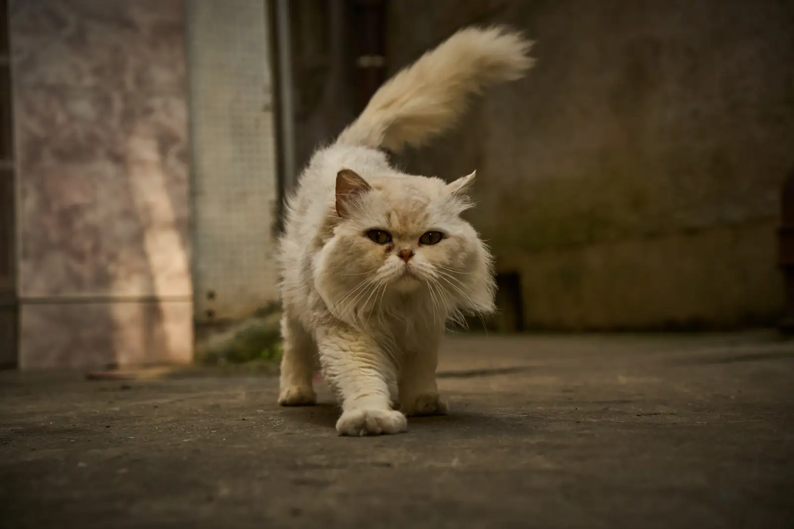 猫老大