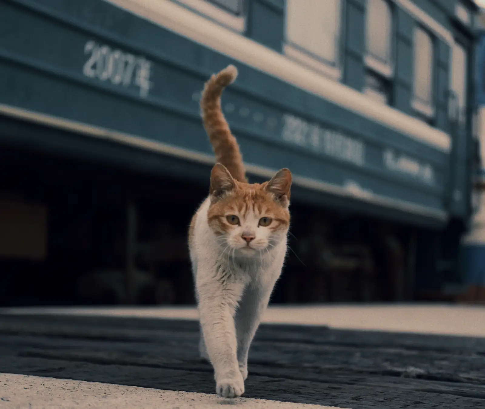 猫小弟