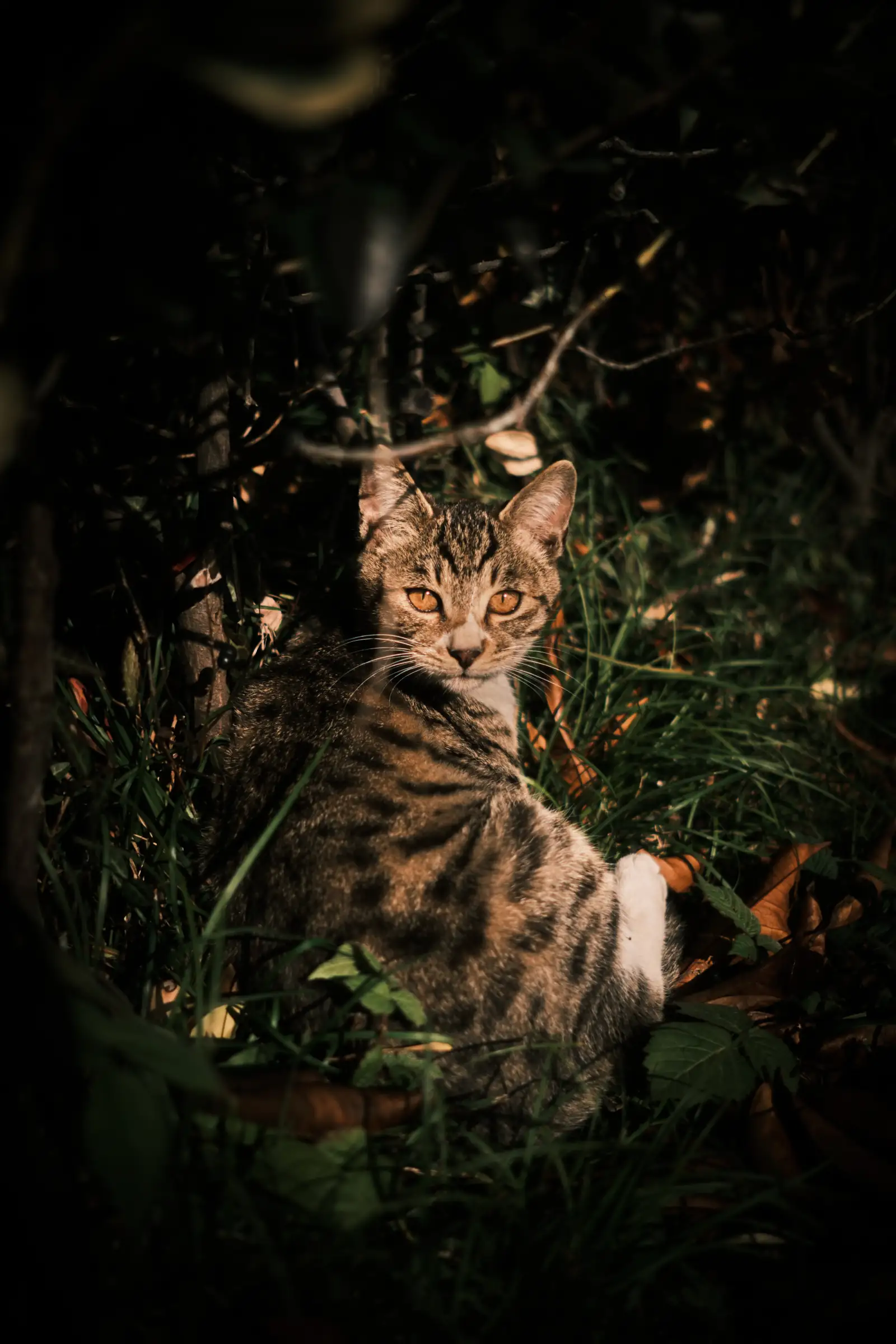 学校的猫