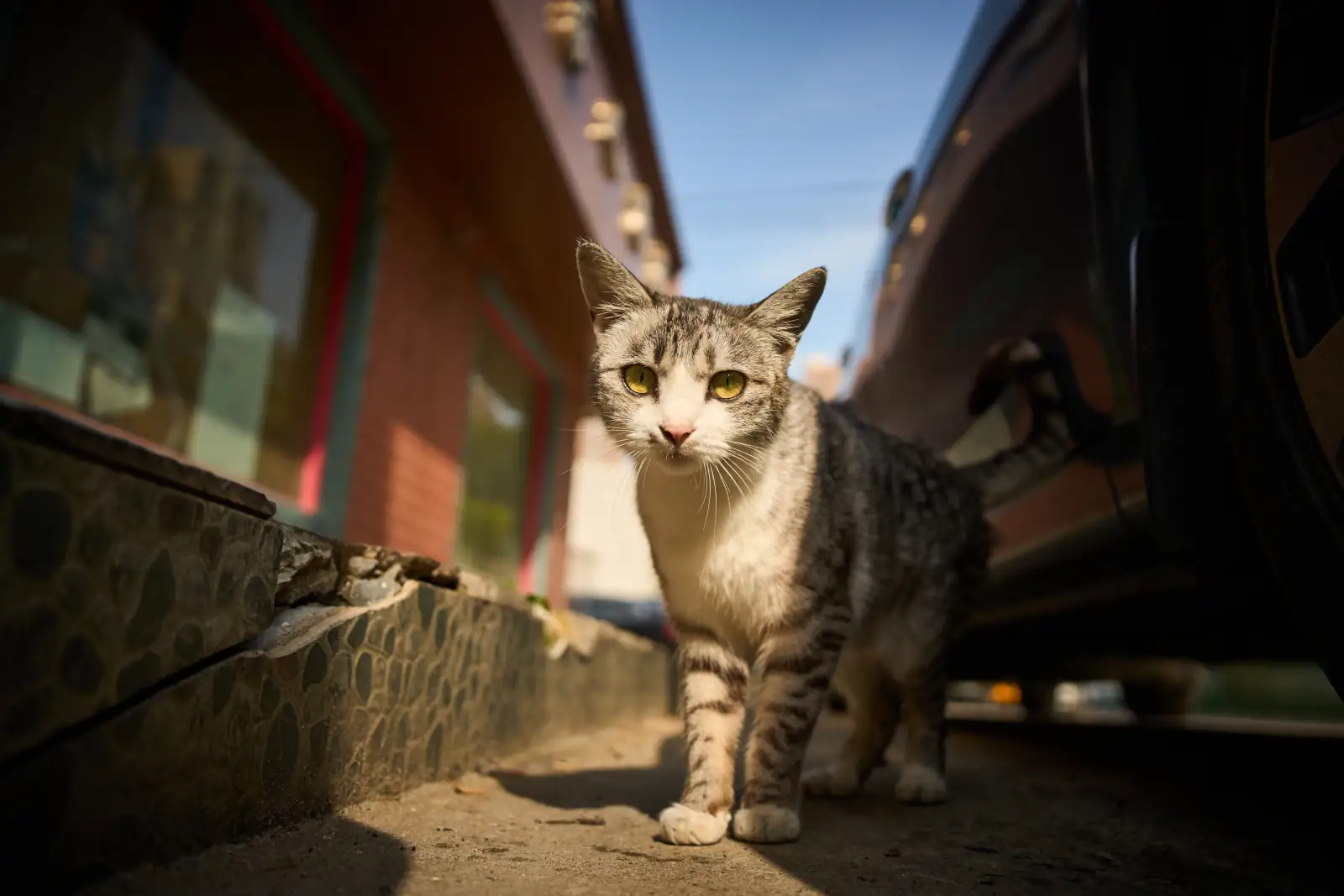 西部猫仔