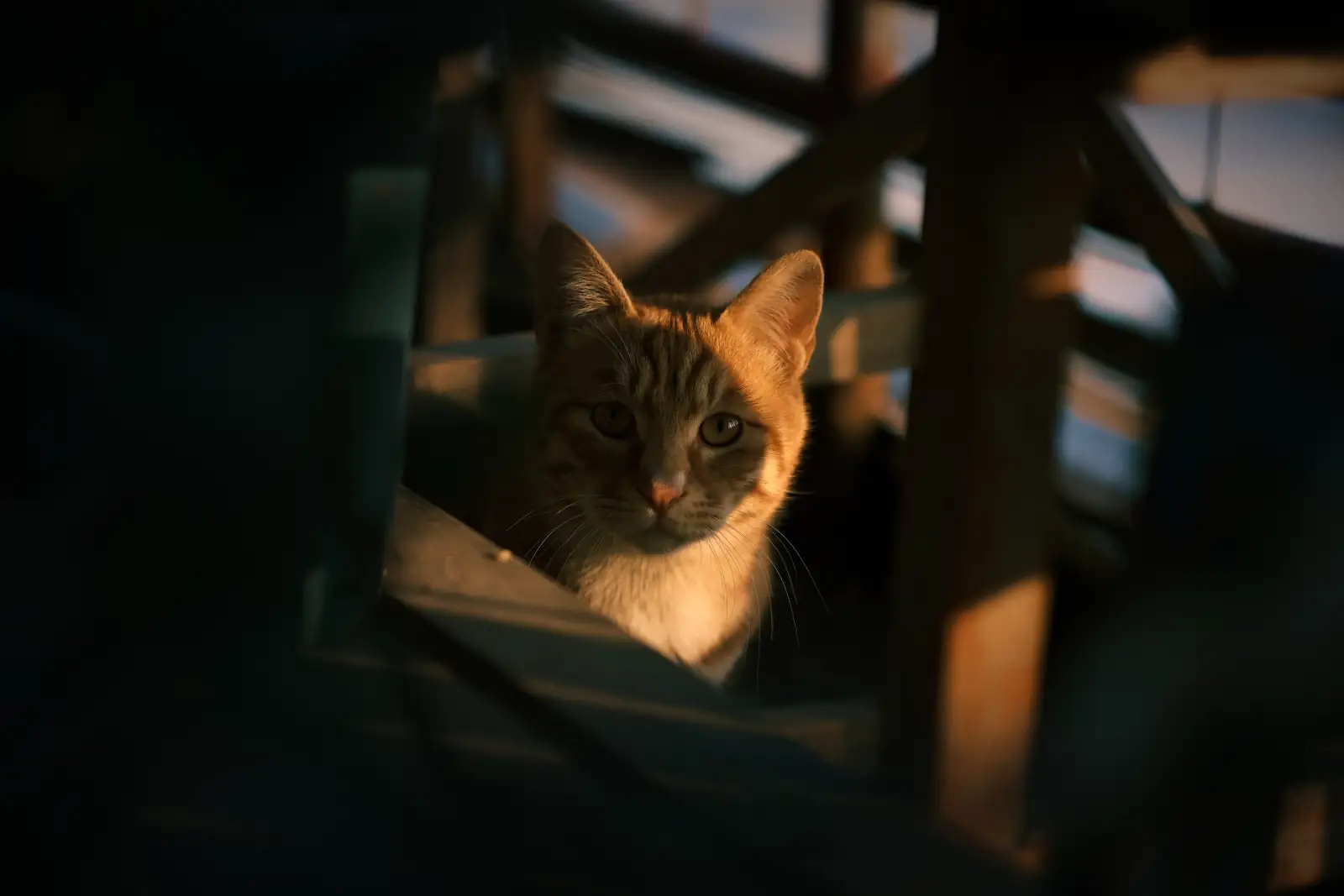 小橘猫